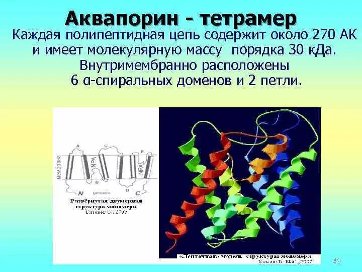 Служит матрицей при синтезе полипептидов. Аквапорин строение. Полипептидная цепь. Тетрамеры. Петли полипептидной цепи.