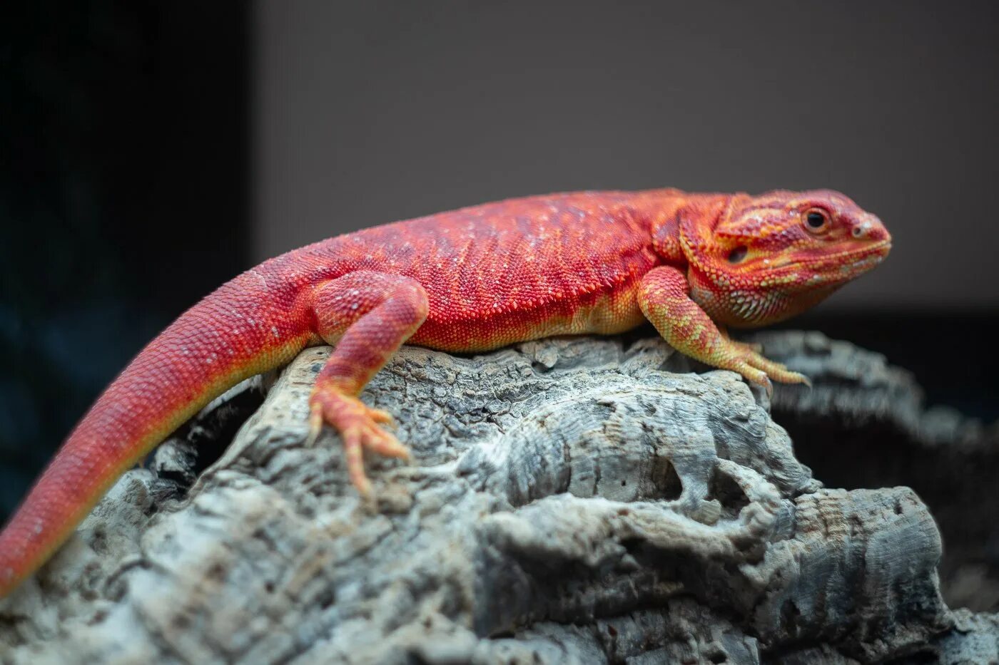 Красная рептилия. Бородатая агама красная. Бородатая агама Red. Красная Агава бородатая. Бородатая агама оранжевая.