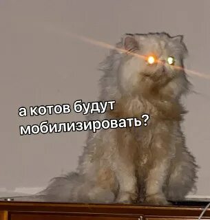 Кот леха