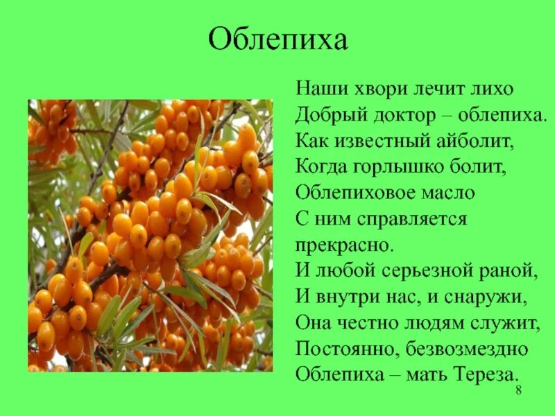 Облепиха лекарственное растение сообщение 6 класс. Доклад про облепиху. облепиха описание. облепиха сообщение. сообщение о растении облепиха.