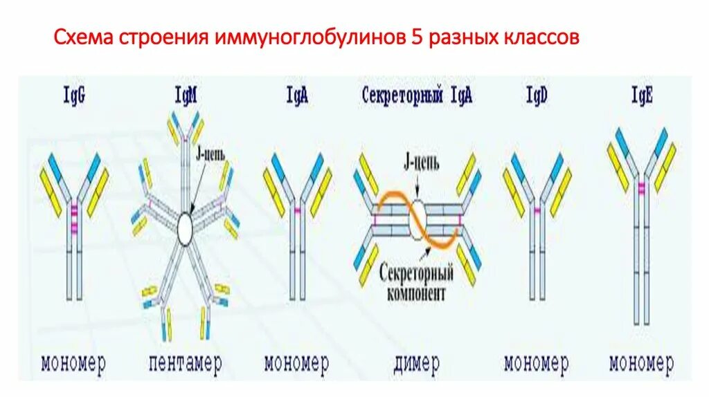 Группа иммуноглобулинов. Строение иммуноглобулина g иммунология. Строение иммуноглобулинов иммунология. Строение иммуноглобулина g биохимия. Схема строения иммуноглобулина.