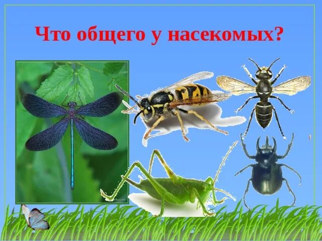 Главные признаки насекомых рисунок. Главный отличительный признак насекомых. Отличительные особенности насекомых. Насекомые 2 класс окружающий мир. Про насекомых по окружающему миру.