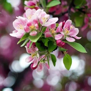 Красивые цветы мая