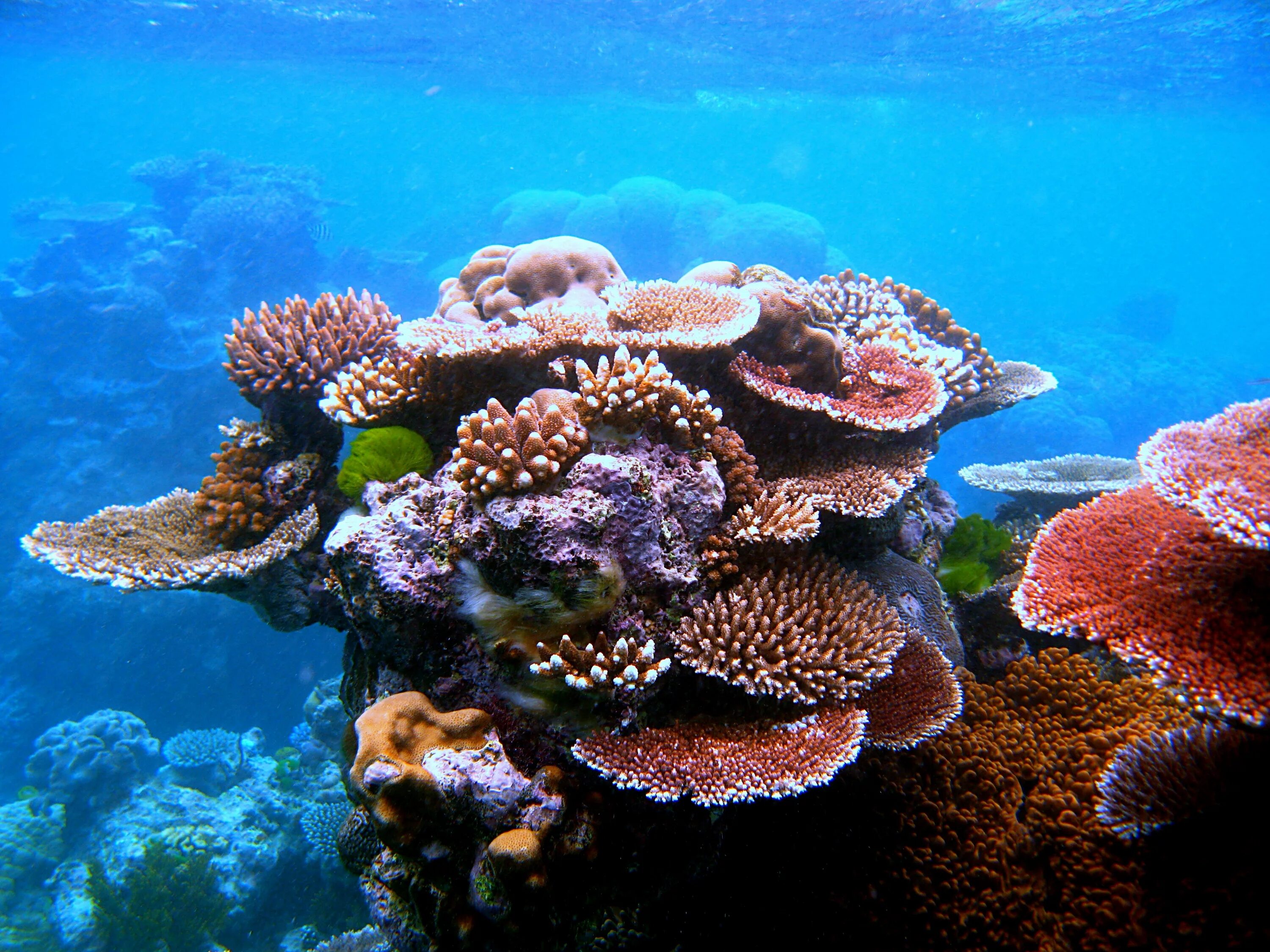 Растительный тихого океана. Большой Барьерный риф кораллы. Риф Туббатаха Филиппины. Морской парк на рифах Туббатаха. Винсент Каллебо – «коралловый риф» (Coral Reef).