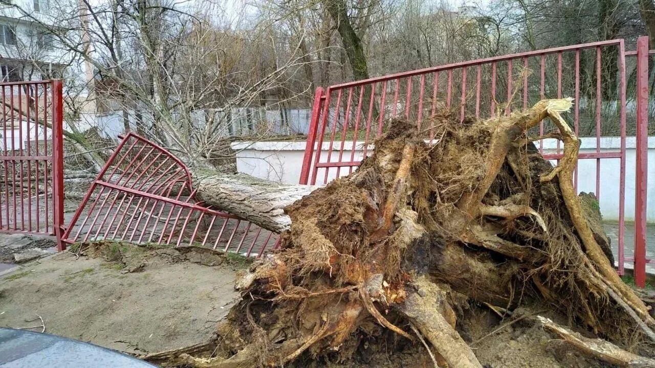 Последствия ветров. Последствия сильного ветра. Поврежденных ураганными ветрами деревья. Фото последствий сильного ветра. Ураганные порывы.