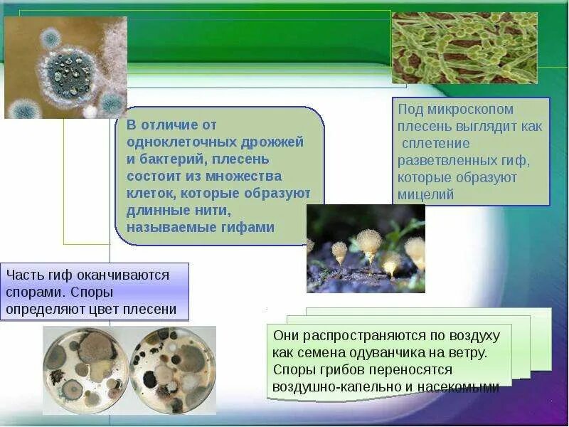 Представители плесневых грибов названия. Плесневые грибы бактерии. Плесень презентация. Многообразие плесневых грибов. Чем отличаются плесени