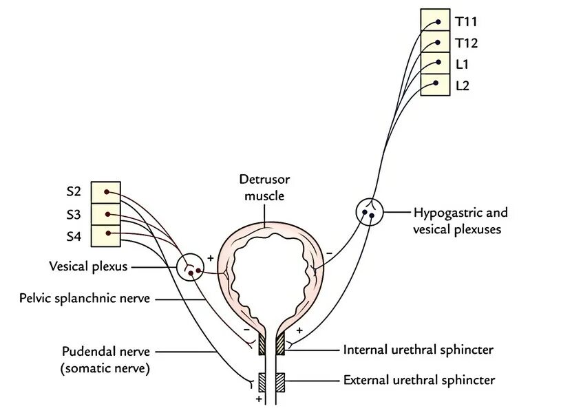 Застудил мочевой пузырь у мужчин. Innervation of bladder. Vi rads мочевой пузырь критерии. Сфинктер мочевого пузыря.