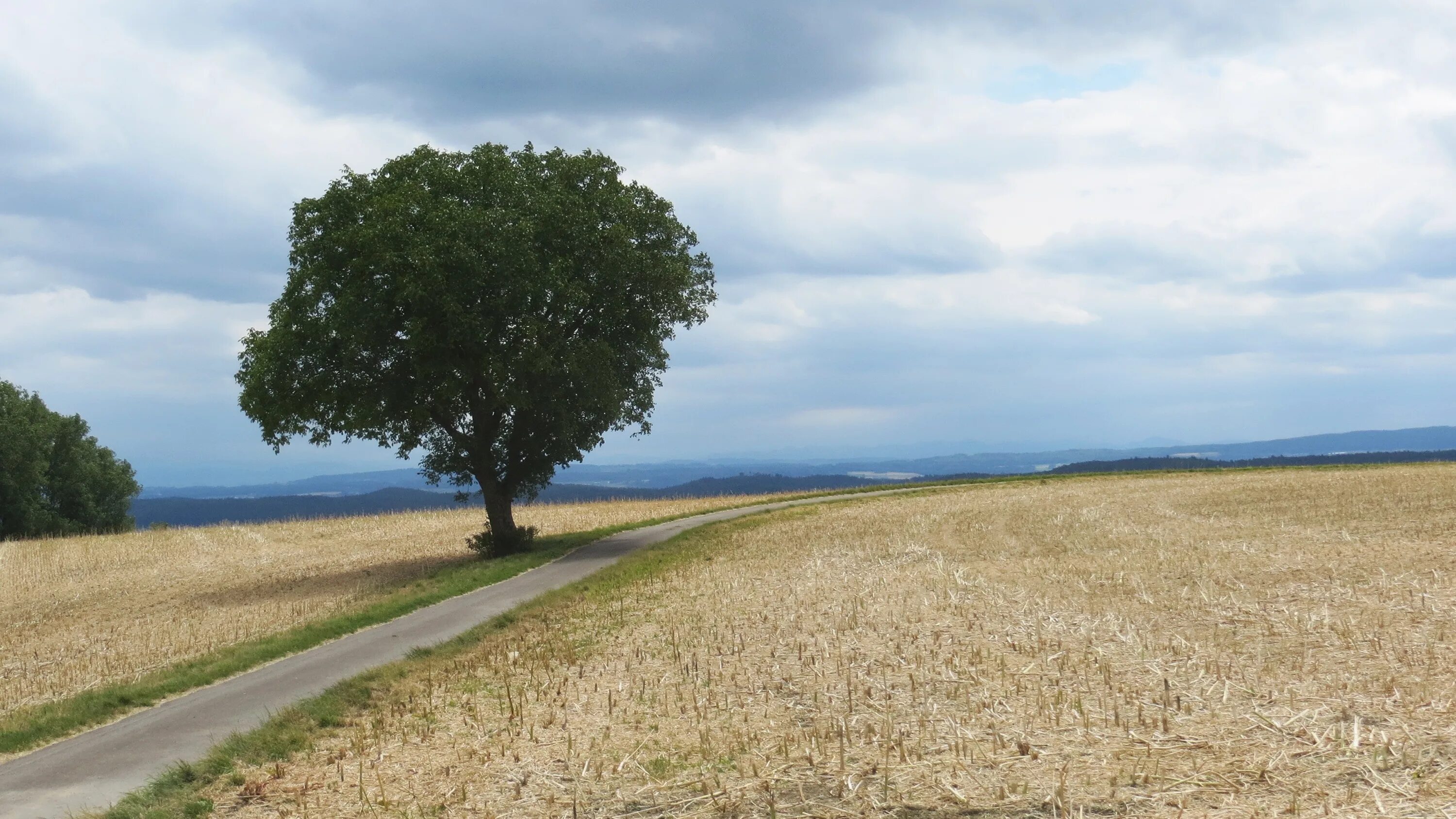 Through fields
