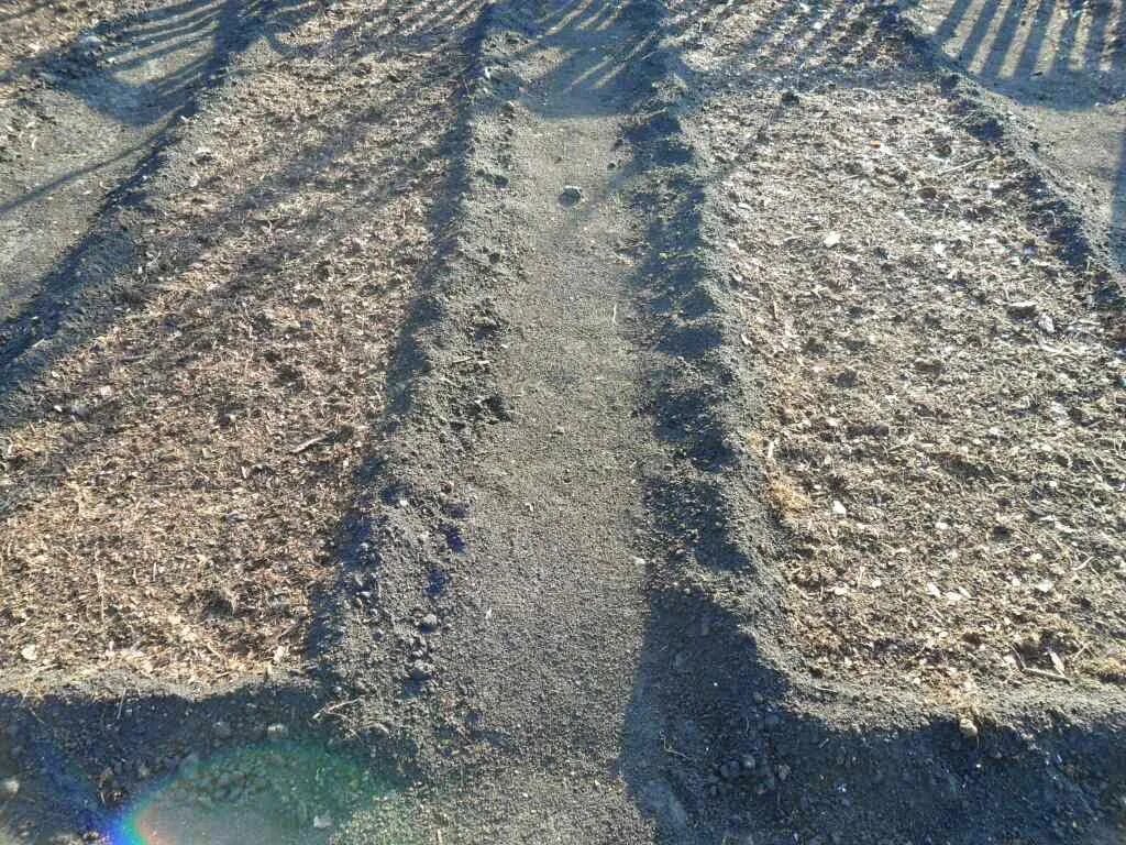 Посадка моркови под зиму в ноябре. Посадка моркови под зиму. подзимний посев моркови. посев свеклы под зиму. посадка свеклы в борозды.