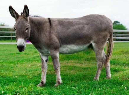 Ұялы телефондарға арналған секс