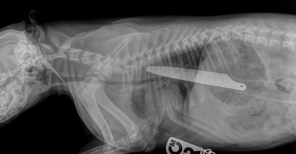 Как делается рентген кошке. Что делать если собака съела носок щенок.