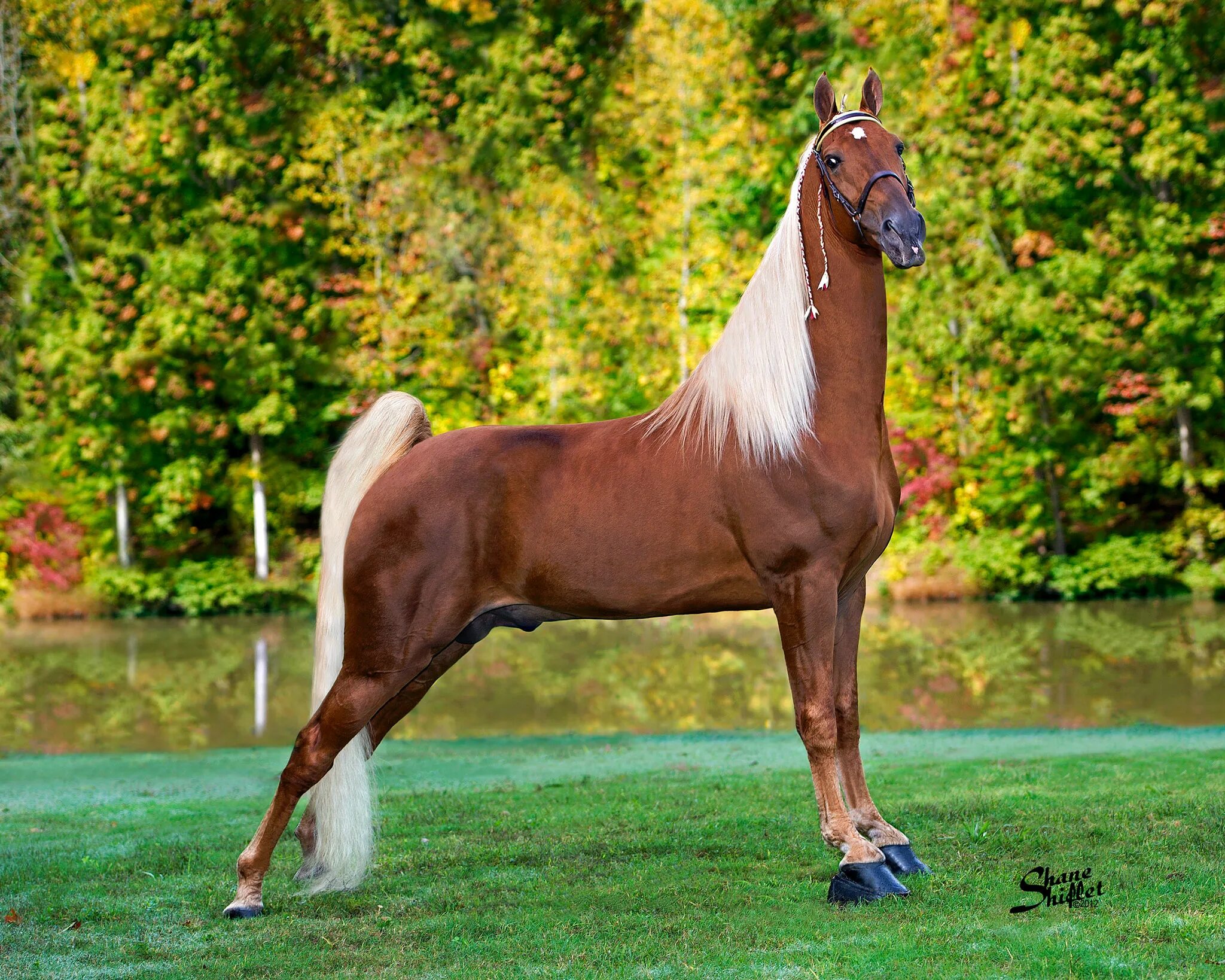 Американская верховая. Теннесси Уокер лошадь. Лошадь породы Теннесси Уокер. Теннессийская прогулочная лошадь. Теннессийская порода лошадей.