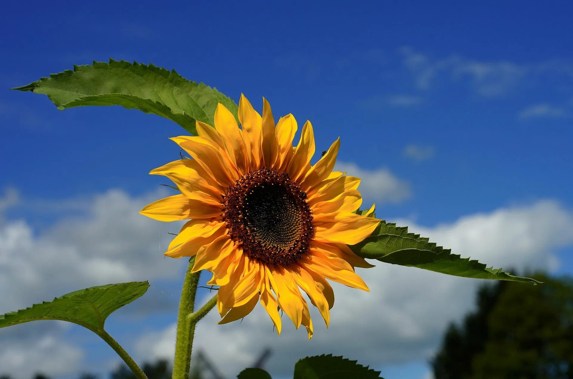 Sun flower отзывы. Подсолнухи и голубое небо. Подсолнух распускающийся. Подсолнух желтый. Листья подсолнуха.