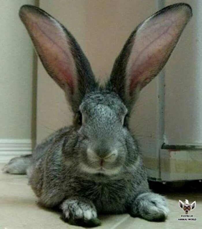 Тюрингенский кролик. Ушастый кролик. Кролик с длинными ушами. Кролик с большими ушами.