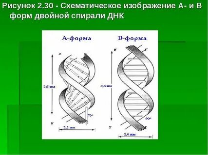 Двойная спираль 3