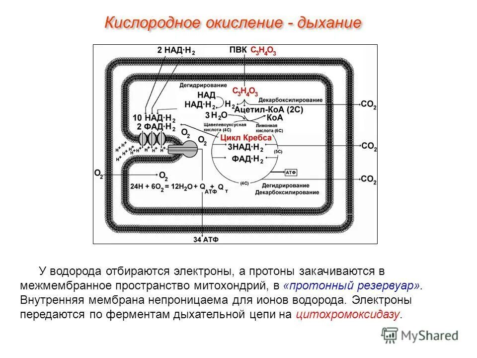 Поступает в митохондрию и подвергается кислородному окислению