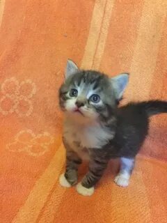 Взять котенка в добрые руки в волгограде