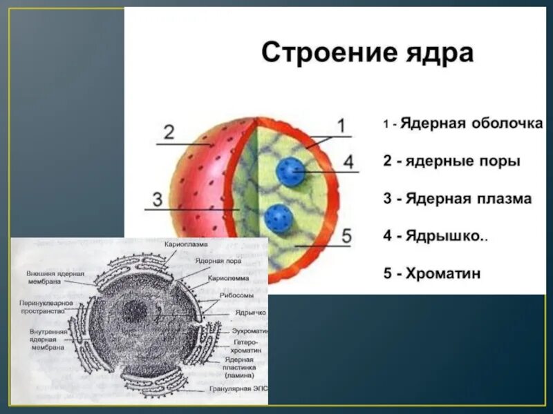 Строение ядра урок. Строение ядра клетки рисунок. Ядерный аппарат клетки функции. Ядро строение и функции рисунок. Строение ядра эукариотической клетки рисунок.