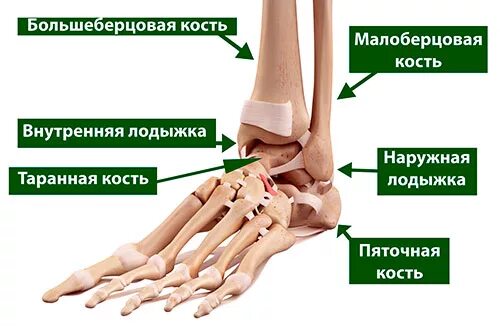 Наружная лодыжка большеберцовой кости. Лодыжка внешняя малоберцовой кости. Наружная лодыжка и малоберцовая кость. Кости лодыжки анатомия.