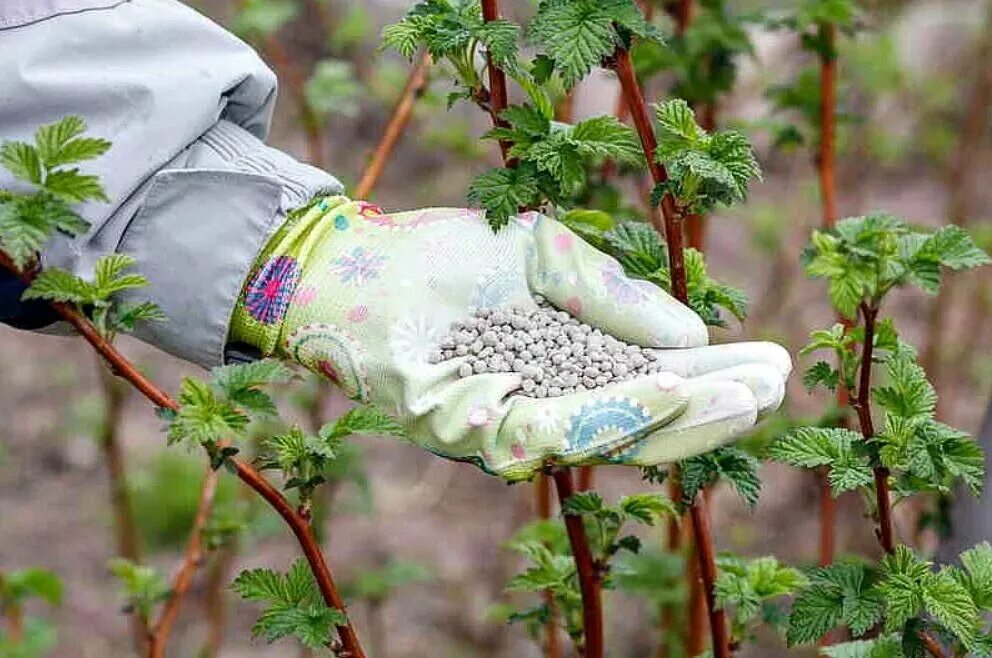 подкормка малины коровяком. удобрение для малины. подкормка малины весной. чем подкормить малину весной. шелушение коры у основания малины весной.