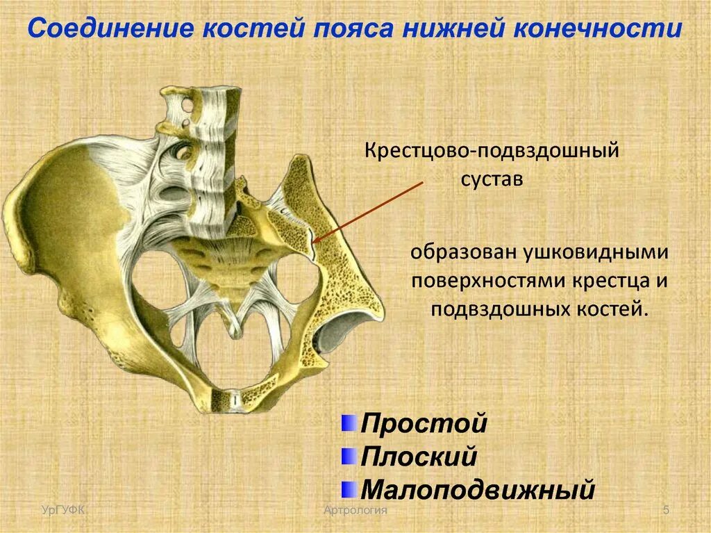 Крестцово-подвздошный сустав (Art. Sacroiliaca) образуется. Соединение крестцово подвздошного сустава. Соединение крестцово-подвздошный сустав анатомия. Крестцово подвздошная кость.
