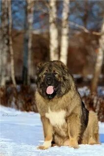 Кавказская немецкая собака