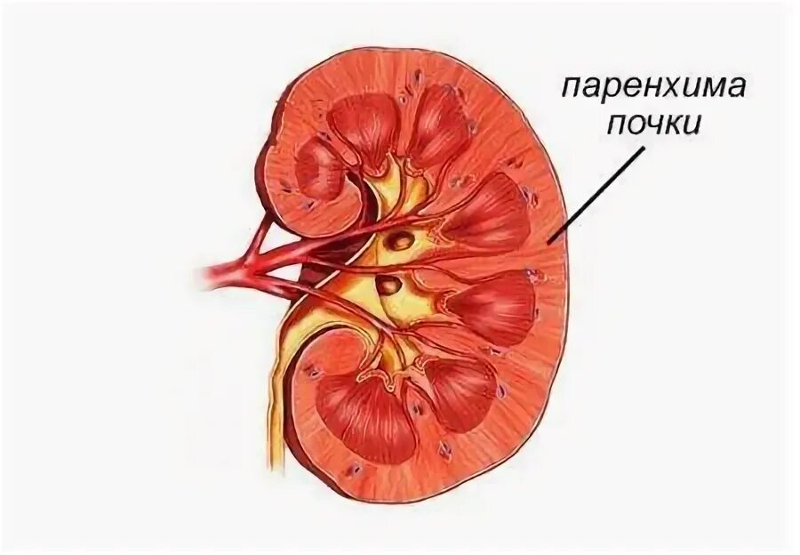 Изменение синусов обеих почек. Строма и паренхима почки. Строение почечной паренхимы. Строение паренхимы почек. Паренхима паренхиматозных органов.