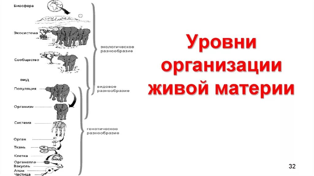 Уровни организации млекопитающих. Уровни организации живого. Популяционный уровень организации. Уровни организации живой материи. Тканевый уровень организации.