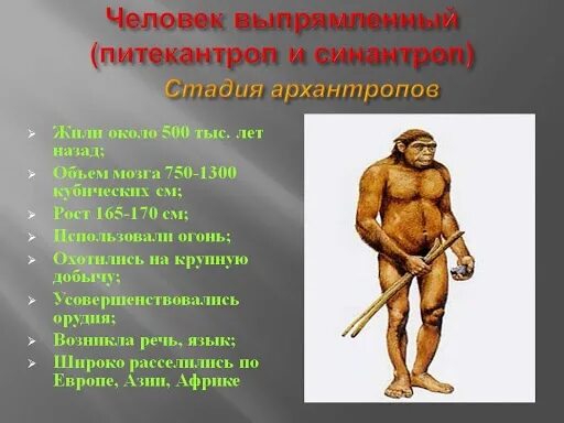 Человек прямоходящий относится к. Питекантроп синантроп неандерталец. Пітекантроп архантроп питекантроп синантроп. Человек умелый человек прямоходящий неандерталец. Питекантроп синантроп Гейдельбергский человек.