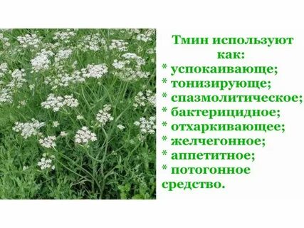 Тмин относится к группе пряностей