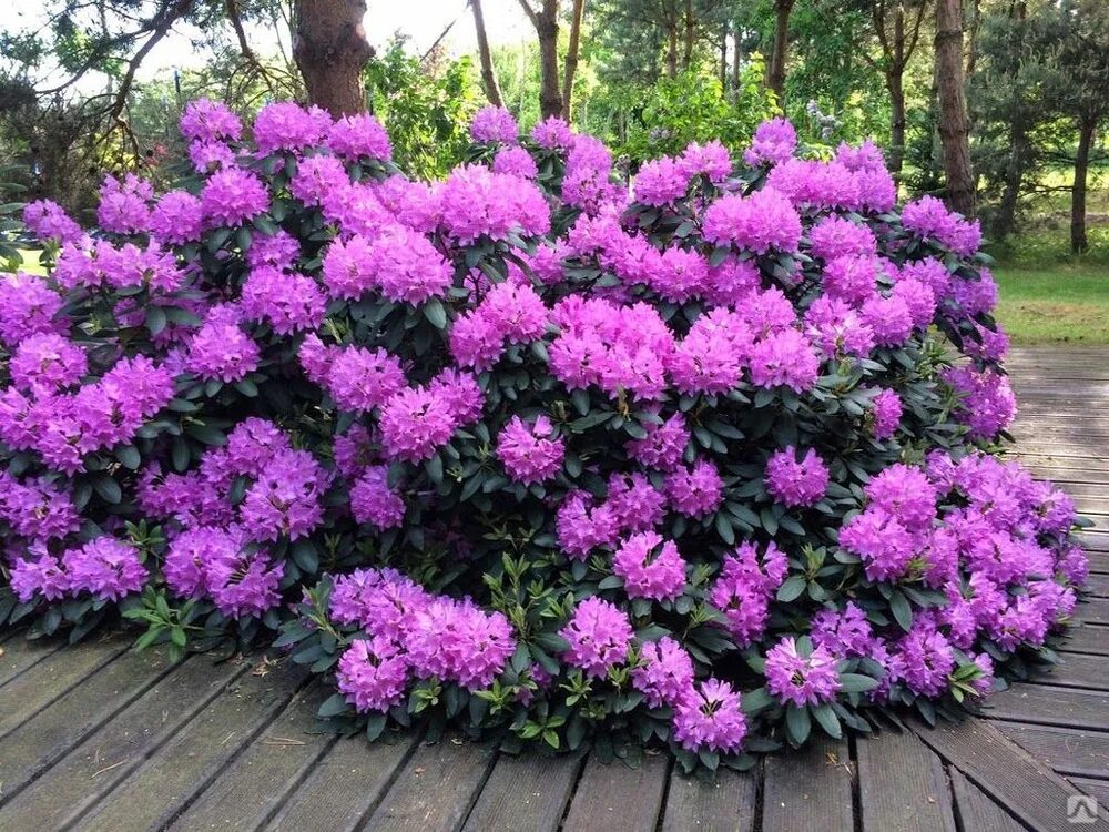 Рододендрон садовый фото и цена зимостойкие. Рододендрон гибридный Roseum elegans. Рододендрон Розеум Элеганс. Рододендрон розовый Элеганс. Рододендрон Розариум Элеганс.