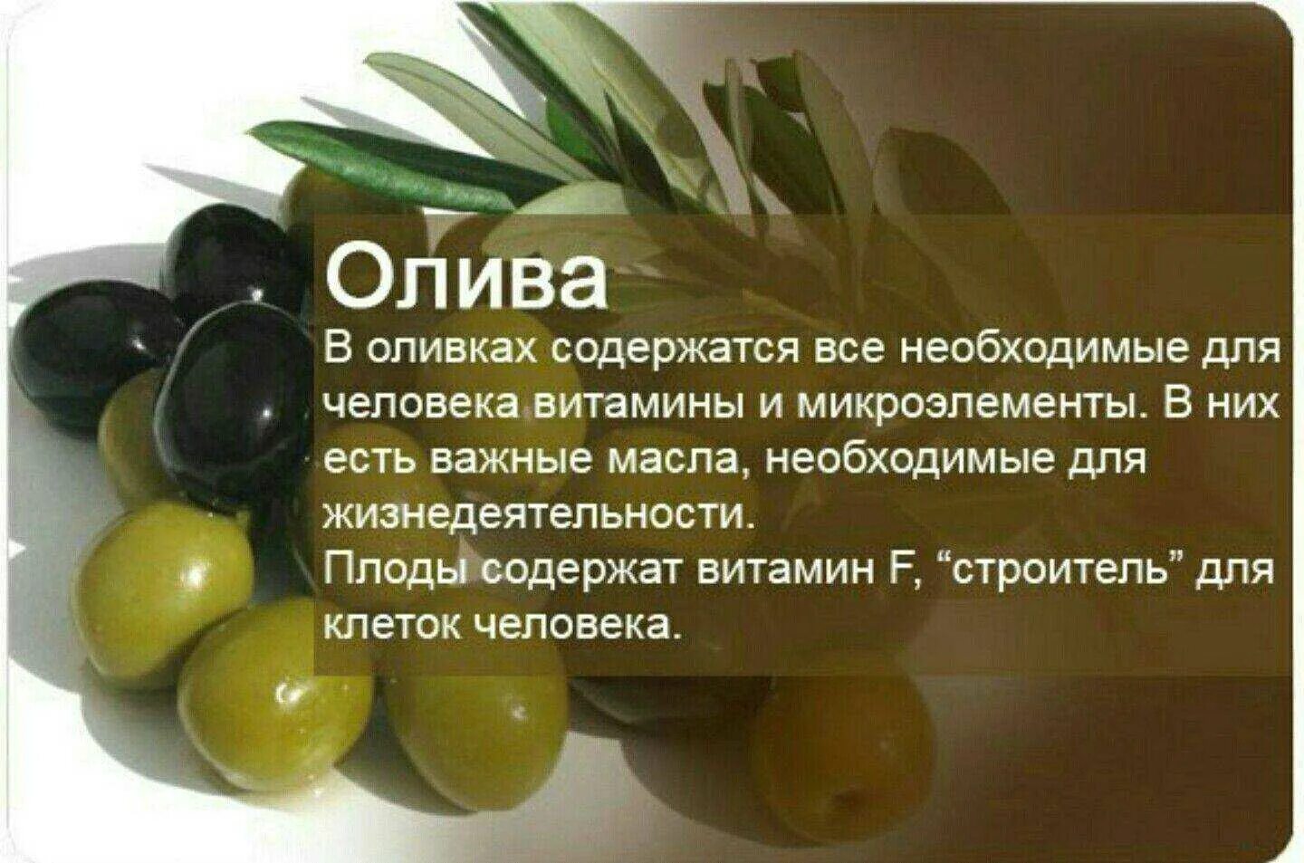 Значение слова оливки. Интересные факты о фруктах. Интересные факты о фруктах и овощах. Необычные факты о фруктах. Факты о продуктах.
