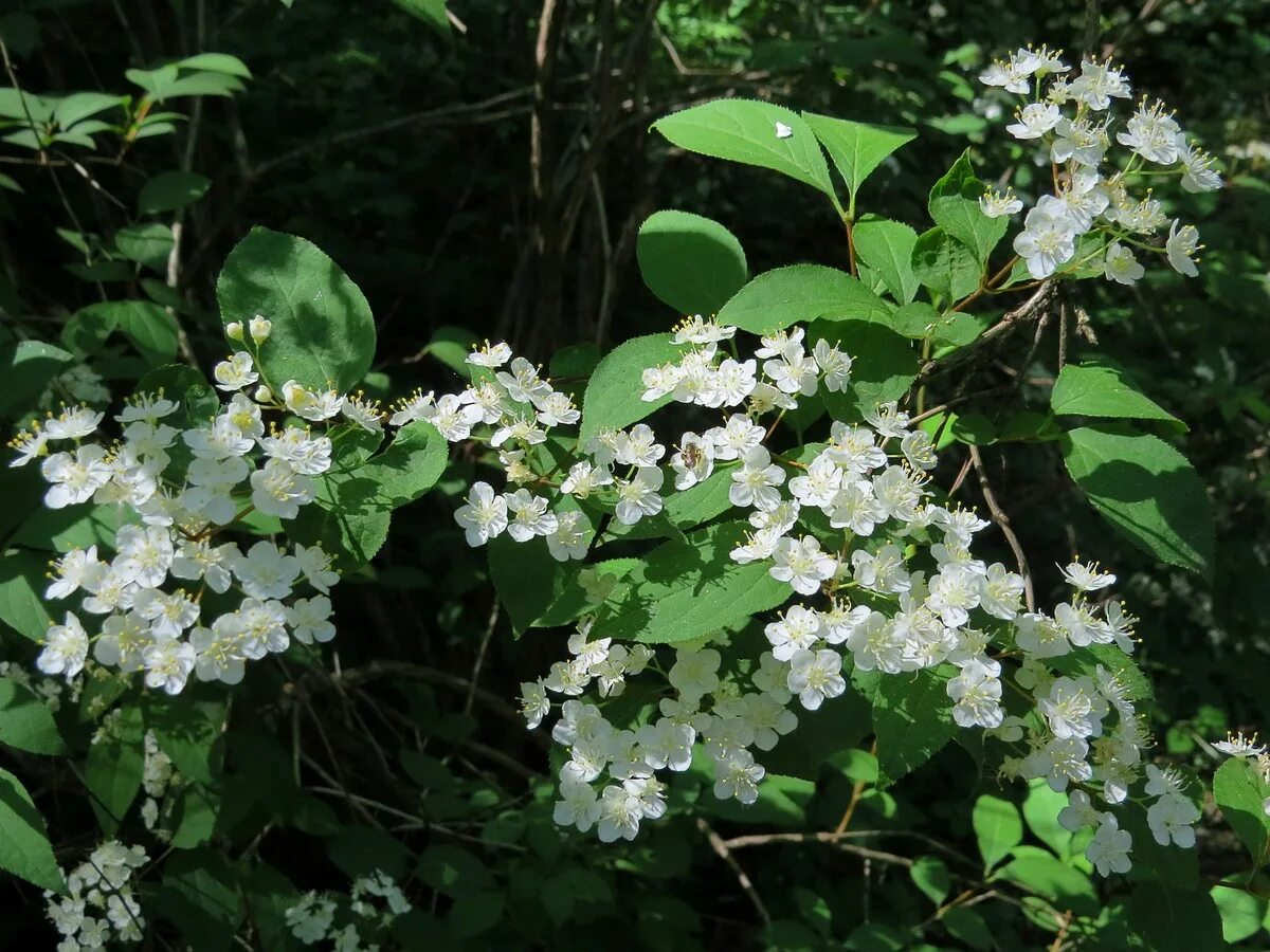 Page plant. Дейция Амурская. Deutzia amurensis. Дейция Амурская (Deutzia amurensis). Дейция мелкоцветковая.