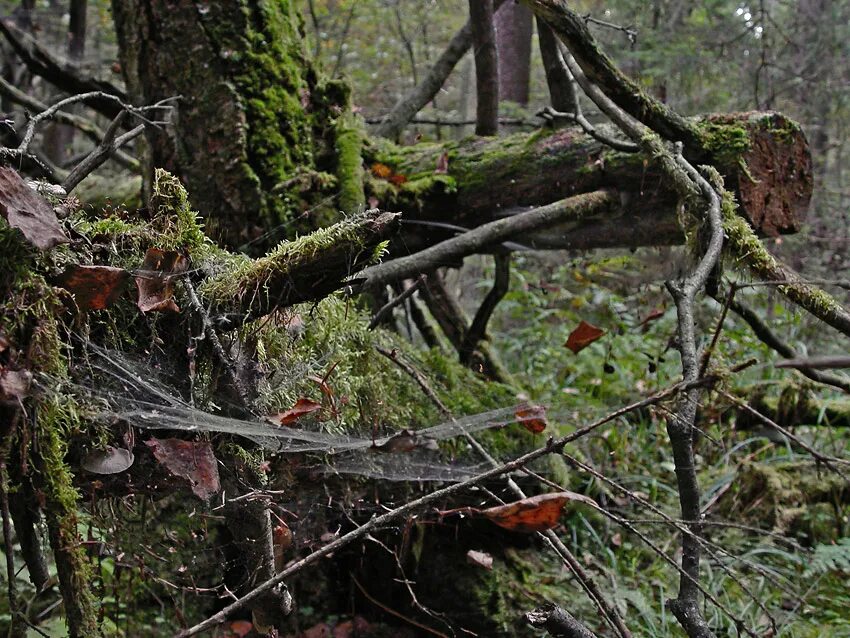 Лесная глушь куприн картинка. Непролазная сибирская тайга леший. Лесная изба в лесу марий эл. Студент залез на березу интернет. Болота тайги.