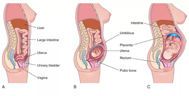 Организм беременной женщины внутри как выглядит Premium Vector Normal Pregnant female anatomy Female anatomy, Female reproductiv