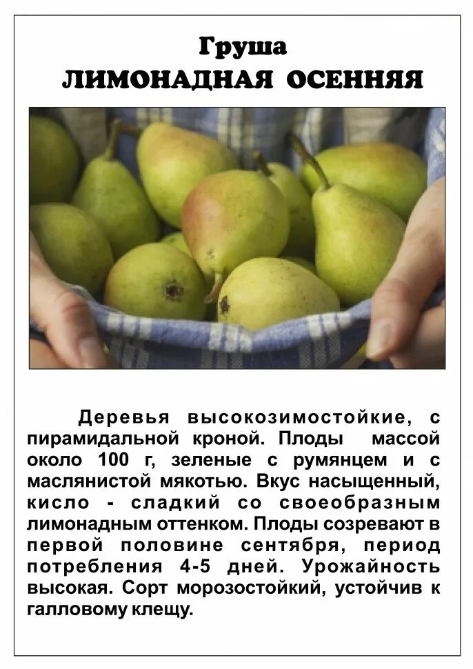 Плодовый сад и питомник - Сорт груши Праздничная, описание и фото