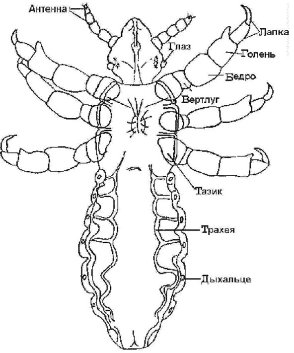 Самка головной вши рисунок. Стигмы вошь платяная. Внешнее строение головной вши. Самка головной вши строение. Головная вошь внешнее строение.