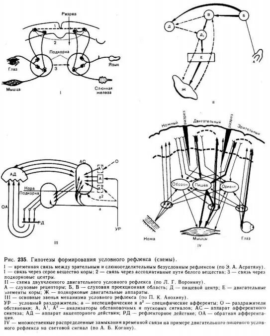 Схема формирования условного рефлекса. Схема условного рефлекса Анохина. Выработка условного рефлекса схема. Схема условного рефлекса по Асратяну.