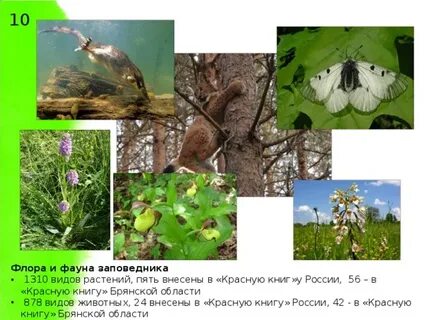 Растительный и животный мир 8 класс тест