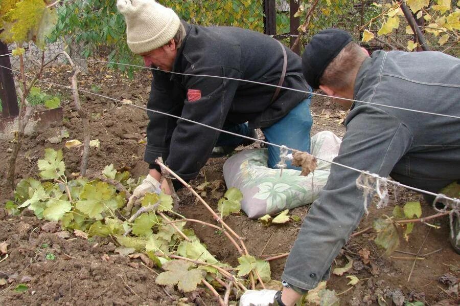 Укрытие для винограда. Прикапывание лозы винограда. Когда убирать укрытие с винограда. Укрыть виноград на зиму. Когда убирать укрытие с винограда.