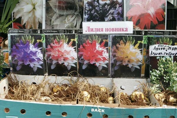 Покупка луковиц лилии