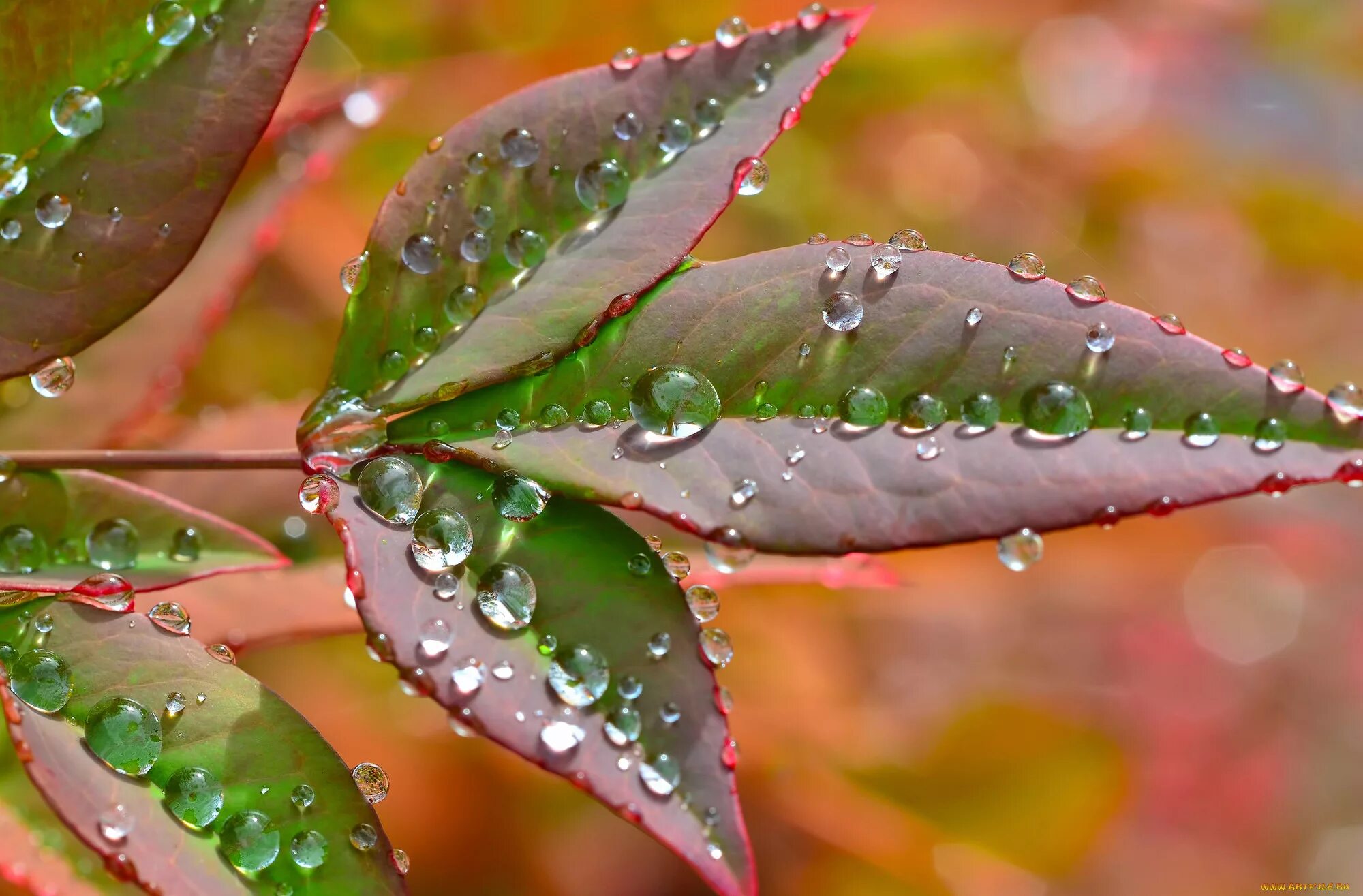 Капель после дождя. Гуттация ивы. Капли дождя на листьях. Капли воды на листьях. Роса на листьях.