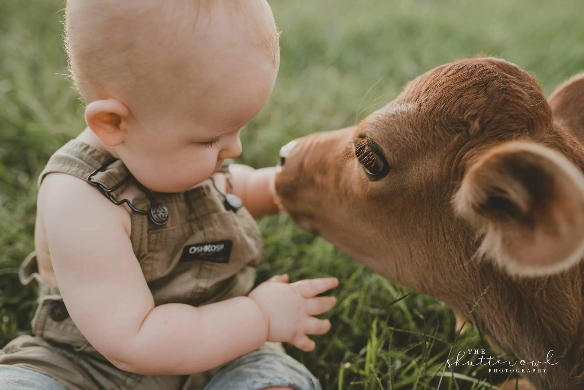 Country children. Малыши животных. Теленок для детей. Животные для малышей. Телятки и детки.