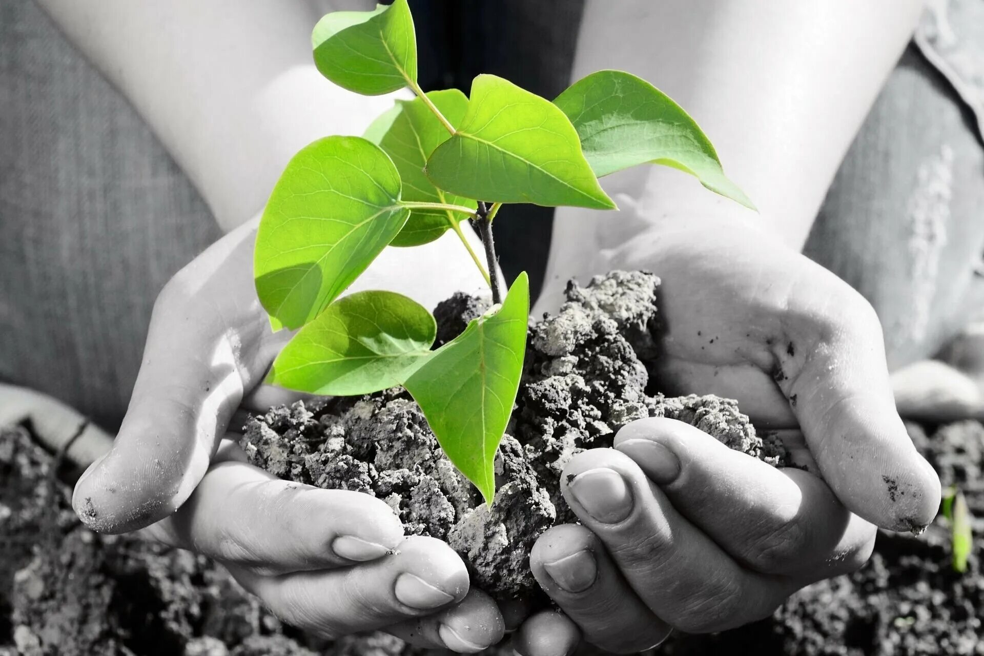 Человек заботится о природе. Бережное отношение к природе. Детям об экологии. Любовь к природе. Забота человека о природе в 21.