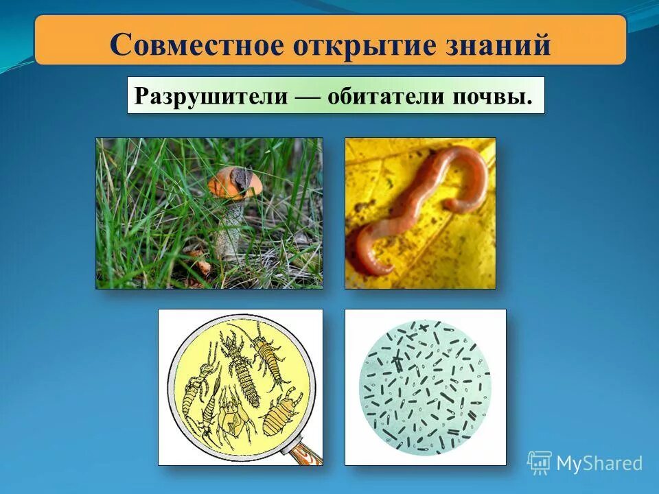 Растения разрушители. Обитатели почвы. обитатели почвы разрушители. разрушители цветов. разрушители биология.