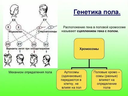 Генетика пола суть