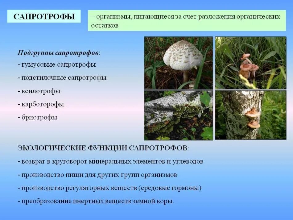 грибы сапротрофы. сапротрофы представители грибов. организмы сапротрофы. сапротрофы презентация. сапротрофные грибы представители.