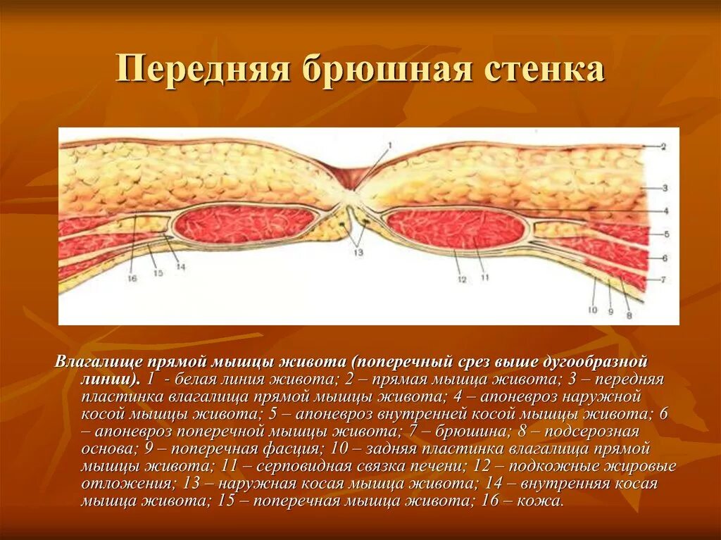 Толстая брюшная стенка. Строение передней брюшной стенки топографическая анатомия. Мышцы передней брюшной стенки топографическая анатомия. Послойная анатомия передней брюшной стенки. Передняя брюшная стенка топографическая анатомия послойно.
