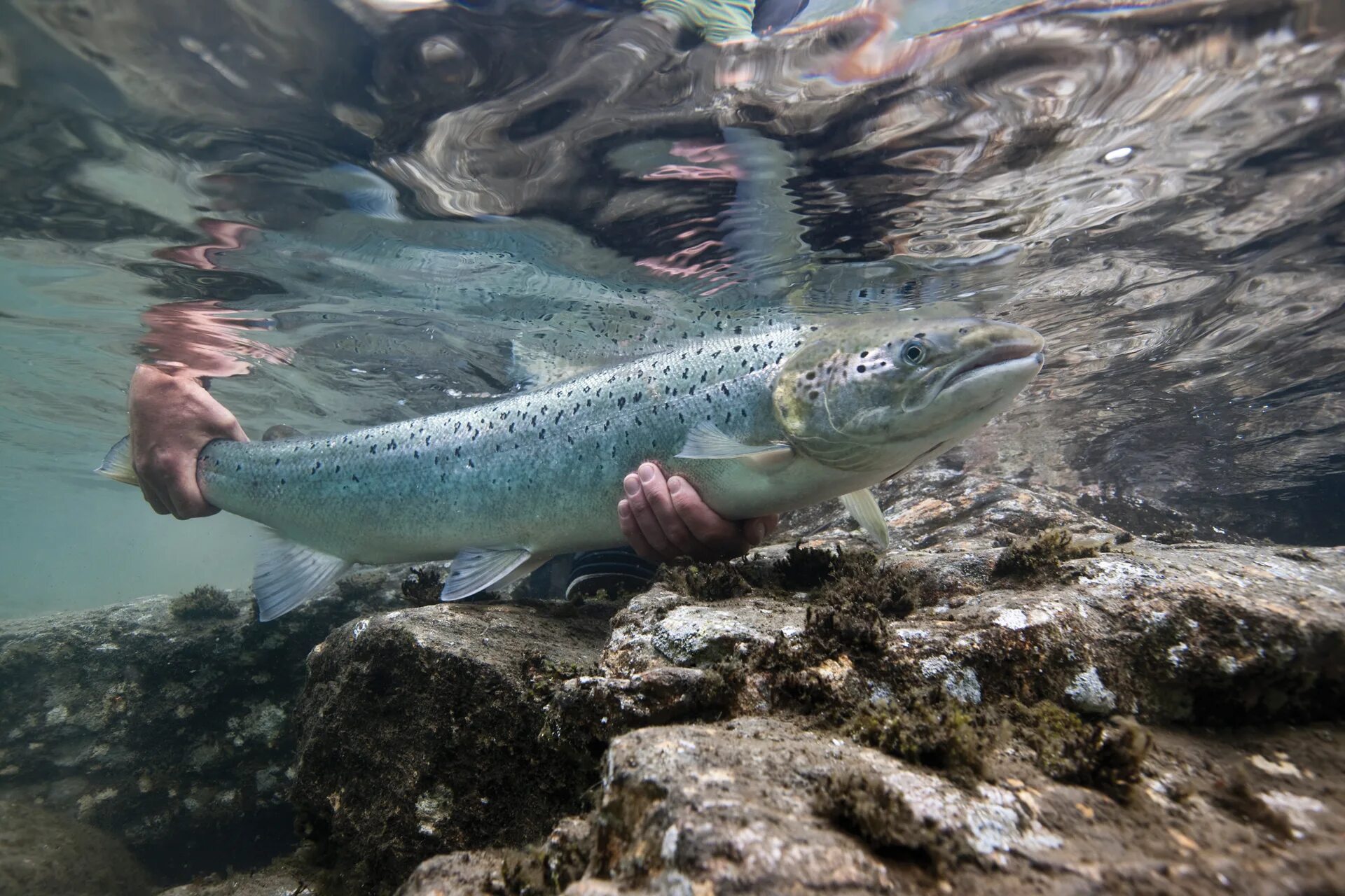 Фото лосося. Чавыча дикий лосось. Кумжа атлантическая. Atlantic Salmon рыба. Куринский лосось.