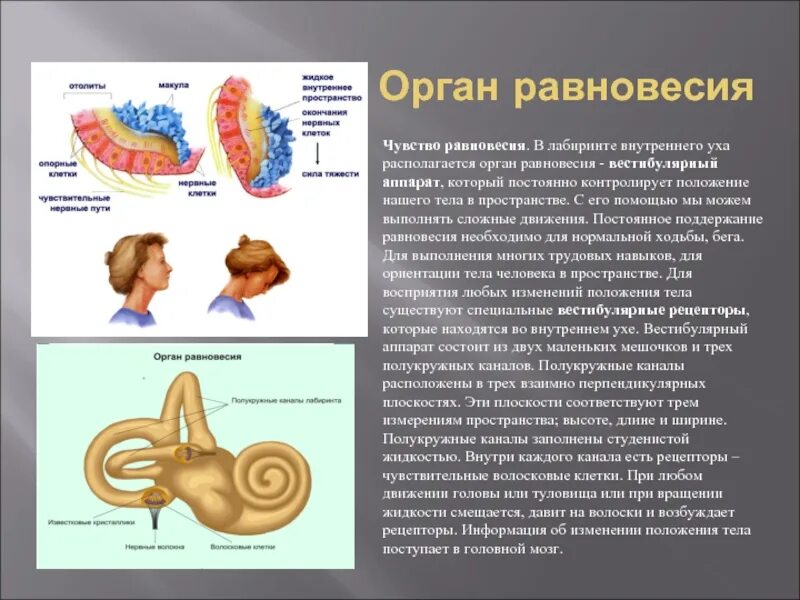 Часть вестибулярного аппарата в ухе. Вестибулярный анализатор внутреннее ухо. Вестибулярный аппарат внутреннего уха строение функции. Рецепторы органа равновесия расположены:. Анализатор равновесия рецепторы.